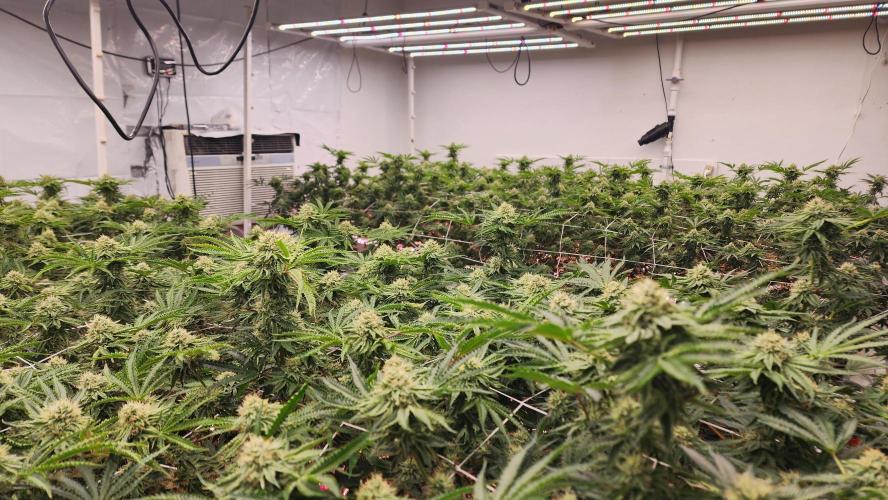 Giraffe Puzzy FAVEN Under Canopy. Week 9
