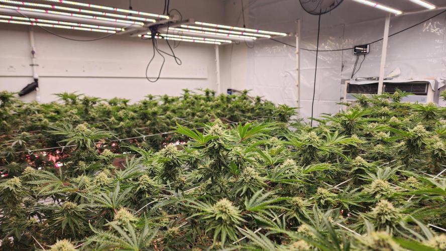 Giraffe Puzzy FAVEN Under Canopy. Week 9