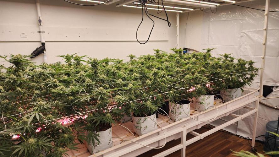 Giraffe Puzzy FAVEN Under Canopy. Week 9