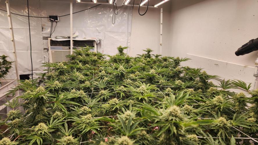 Giraffe Puzzy FAVEN Under Canopy. Week 9