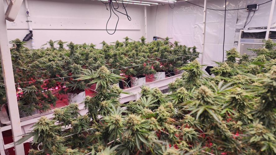 Giraffe Puzzy FAVEN Under Canopy. Week 12 - Final week
