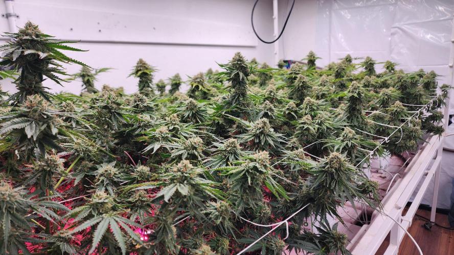 Giraffe Puzzy FAVEN Under Canopy. Week 12