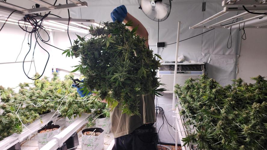 Giraffe Puzzy FAVEN Under Canopy. Week 13 - Chunky lil plants