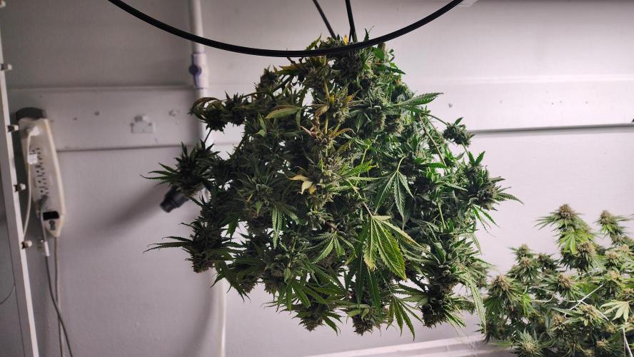 Giraffe Puzzy FAVEN Under Canopy. Week 13 - Stacked lil things.