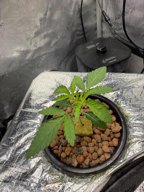 Garlic Mint Sherbet. Week 2