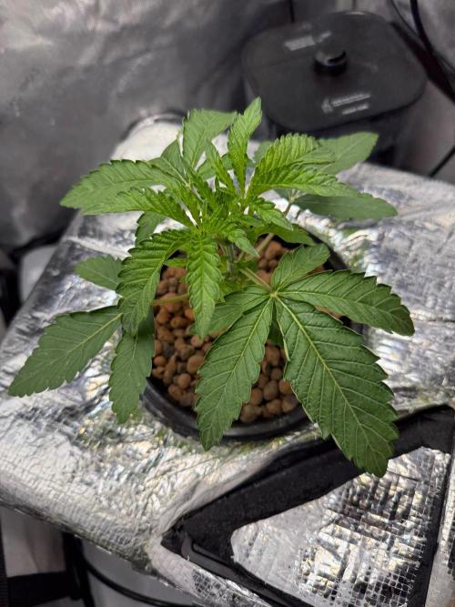 Garlic Mint Sherbet DWC. Week 3