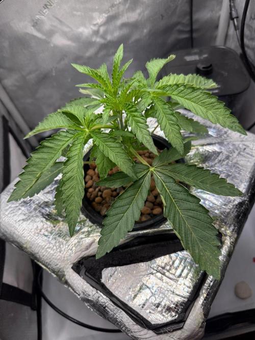 Garlic Mint Sherbet DWC. Week 3