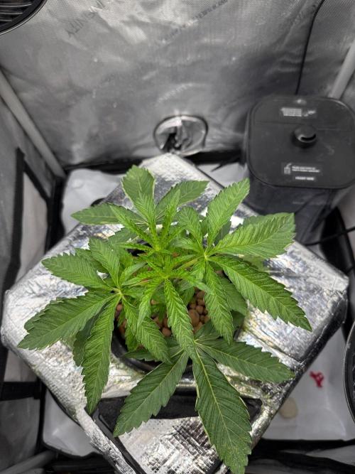 Garlic Mint Sherbet DWC. Week 3