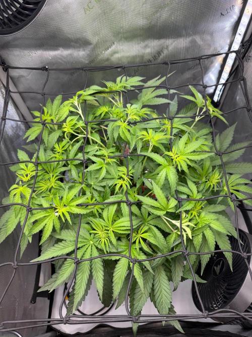Garlic Mint Sherbet DWC. Week 4