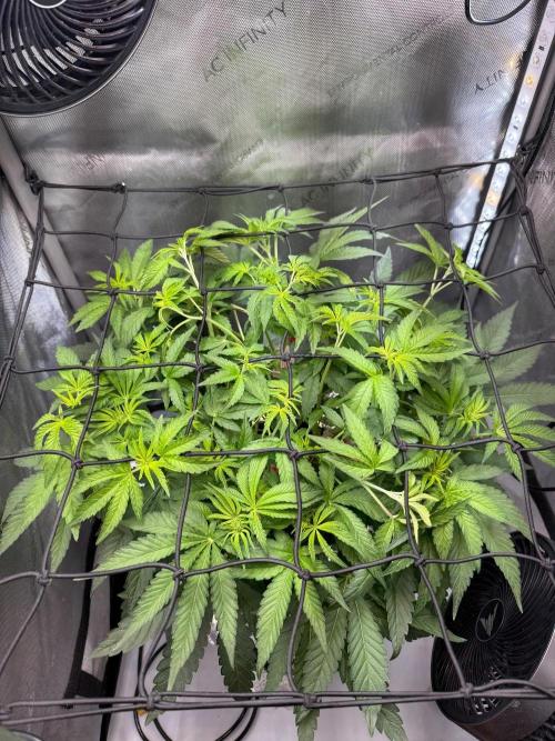 Garlic Mint Sherbet DWC. Week 4