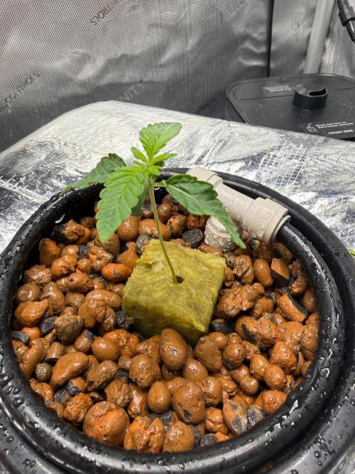 Garlic Mint Sherbet DWC. Week 2