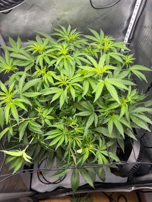 Garlic Mint Sherbet DWC. Week 5