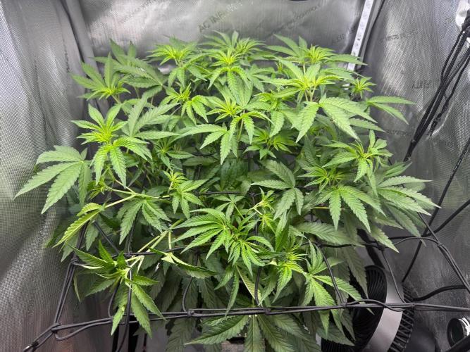 Garlic Mint Sherbet DWC. Week 5