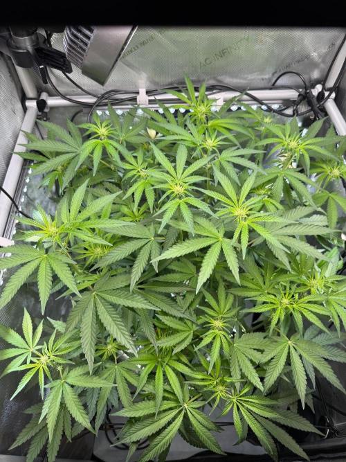 Garlic Mint Sherbet DWC. Week 6