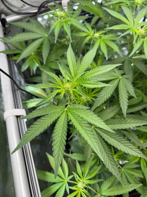 Garlic Mint Sherbet DWC. Week 6