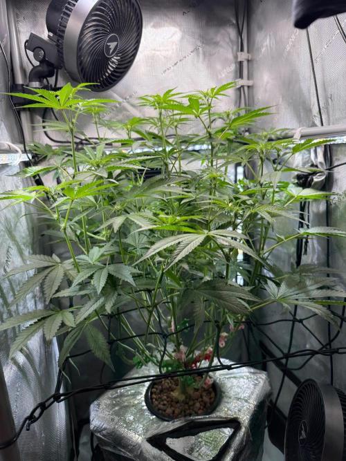Garlic Mint Sherbet DWC. Week 6