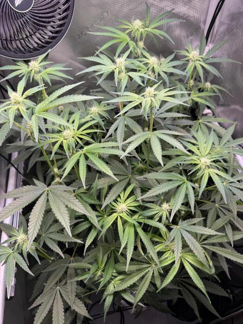 Garlic Mint Sherbet DWC. Week 7