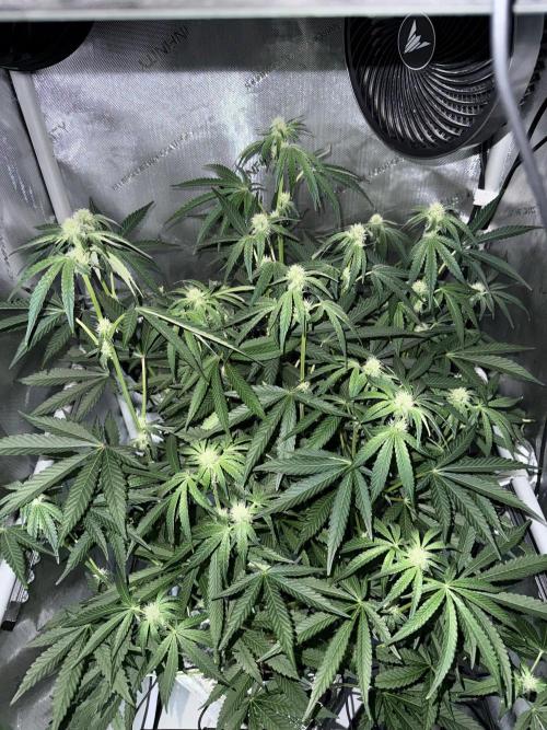 Garlic Mint Sherbet DWC. Week 7