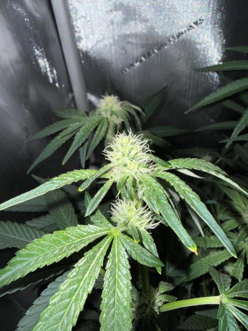 Garlic Mint Sherbet. Week 7