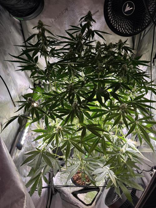 Garlic Mint Sherbet DWC. Week 8