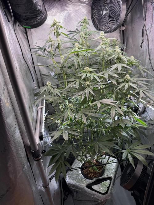Garlic Mint Sherbet DWC. Week 8