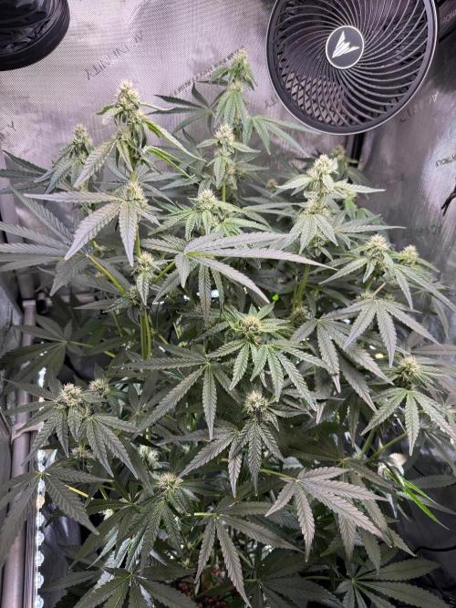 Garlic Mint Sherbet DWC. Week 8