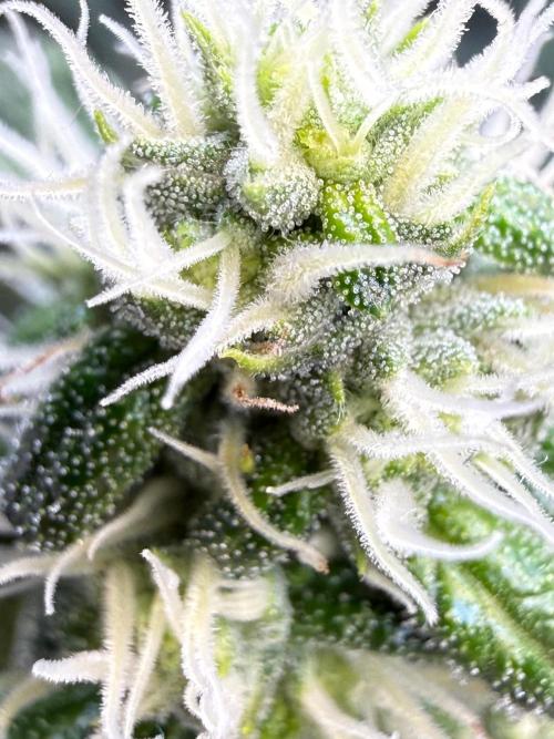 Garlic Mint Sherbet DWC. Week 8