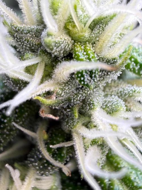 Garlic Mint Sherbet DWC. Week 8