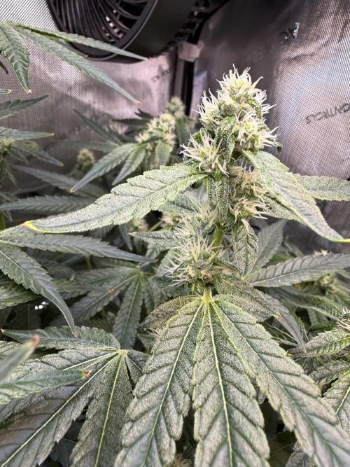 Garlic Mint Sherbet DWC. Week 8