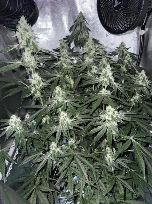 Garlic Mint Sherbet. Week 9