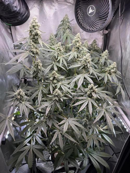Garlic Mint Sherbet DWC. Week 10