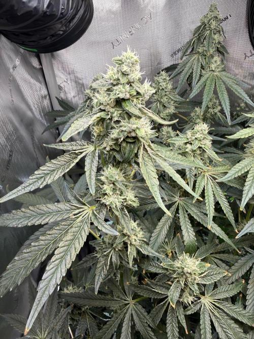 Garlic Mint Sherbet DWC. Week 10