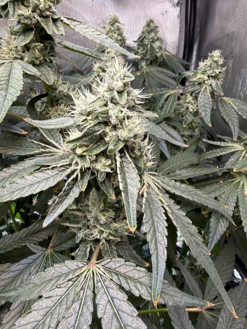 Garlic Mint Sherbet DWC. Week 10