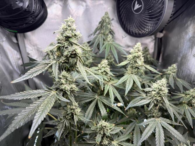 Garlic Mint Sherbet DWC. Week 10