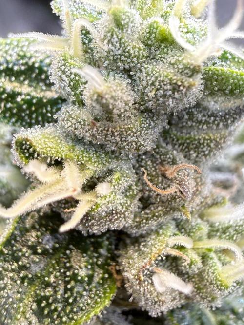 Garlic Mint Sherbet DWC. Week 10