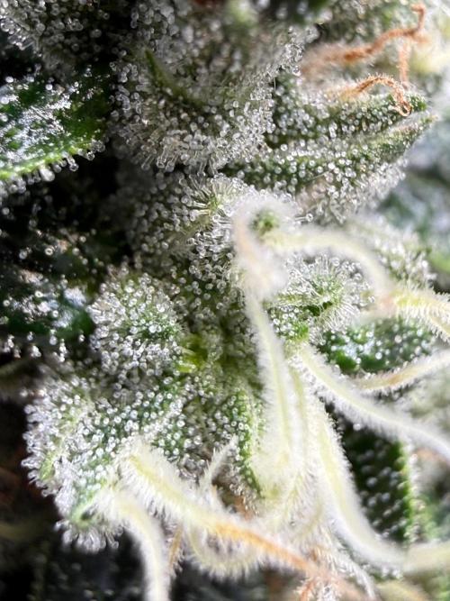 Garlic Mint Sherbet DWC. Week 10