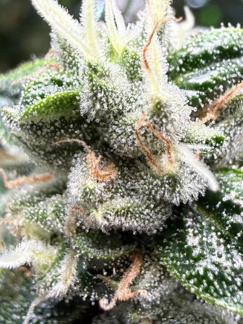 Garlic Mint Sherbet DWC. Week 10