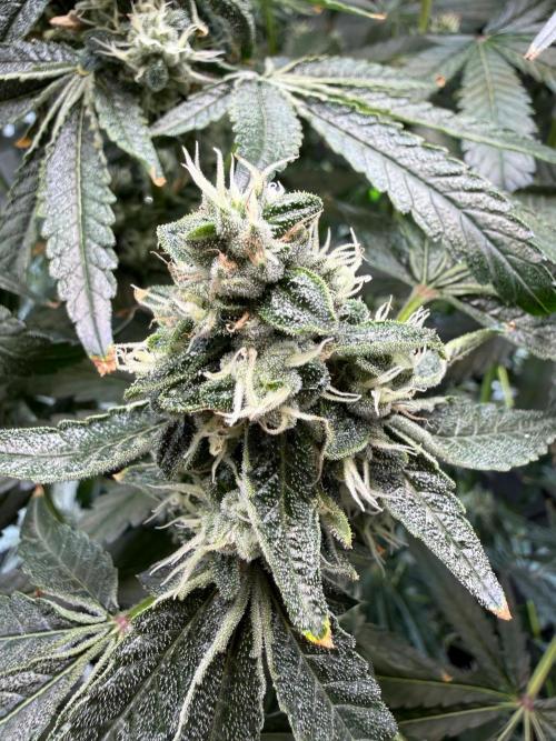 Garlic Mint Sherbet DWC. Week 10