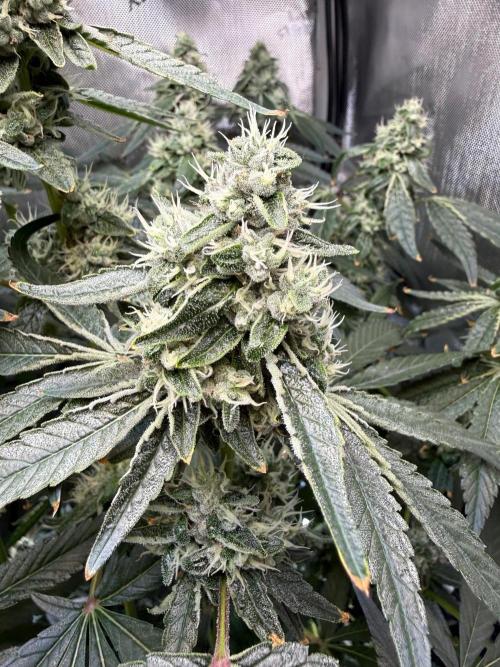 Garlic Mint Sherbet DWC. Week 10