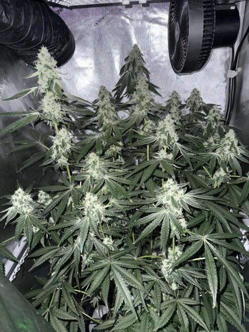 Garlic Mint Sherbet. Week 10