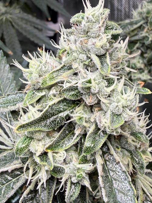 Garlic Mint Sherbet DWC. Week 11