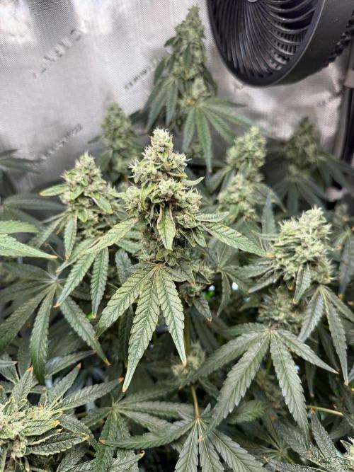 Garlic Mint Sherbet DWC. Week 11