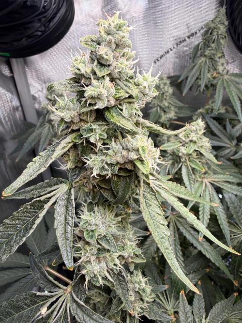 Garlic Mint Sherbet DWC. Week 11