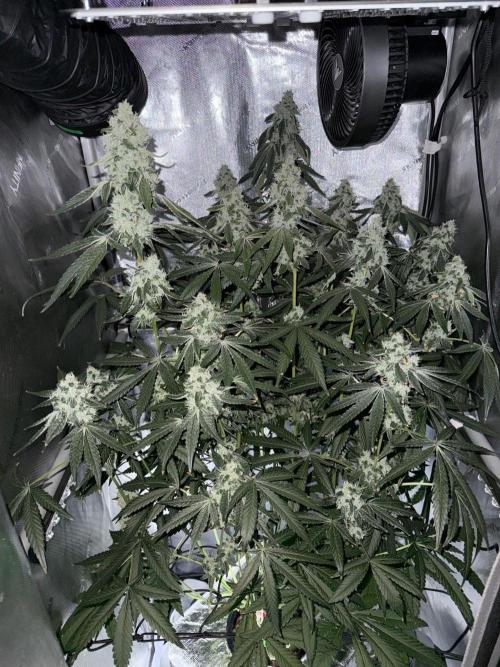 Garlic Mint Sherbet DWC. Week 11