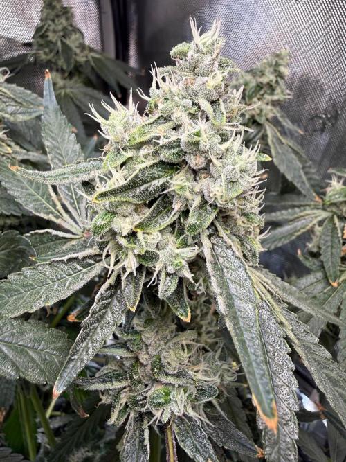Garlic Mint Sherbet DWC. Week 11