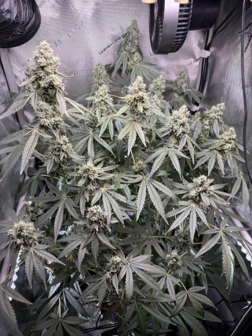 Garlic Mint Sherbet DWC. Week 11