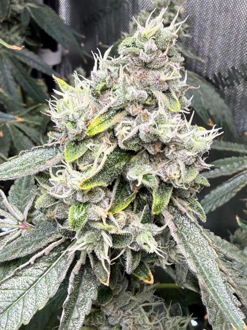 Garlic Mint Sherbet DWC. Week 12