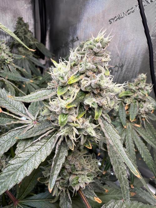 Garlic Mint Sherbet DWC. Week 12