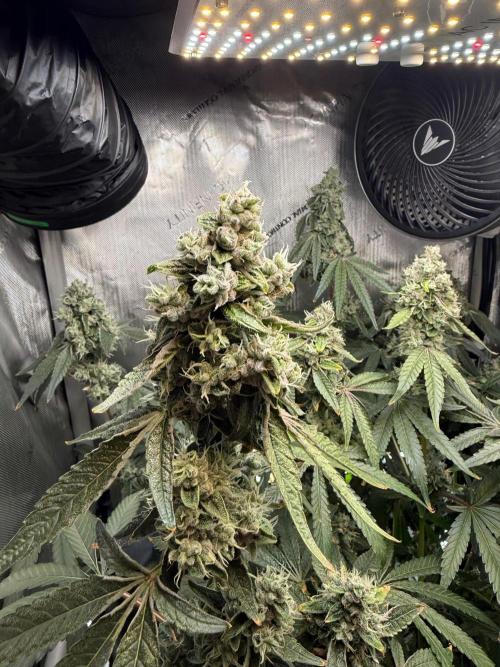Garlic Mint Sherbet DWC. Week 12