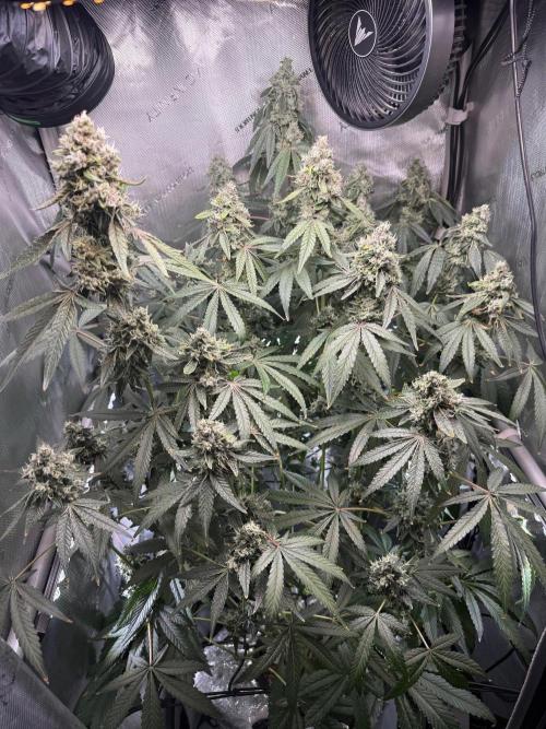 Garlic Mint Sherbet DWC. Week 12